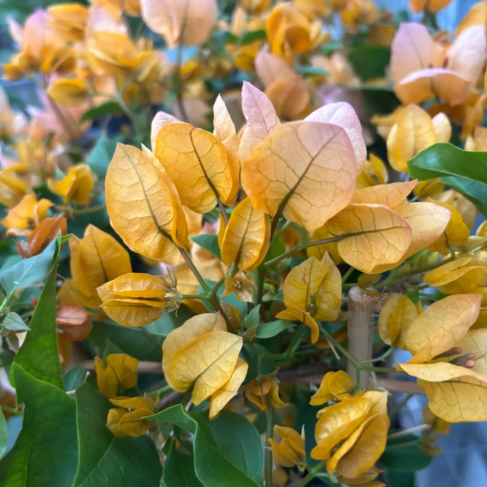 Bougainvillea 'Dania Yellow' - Floarea de hartie galbena