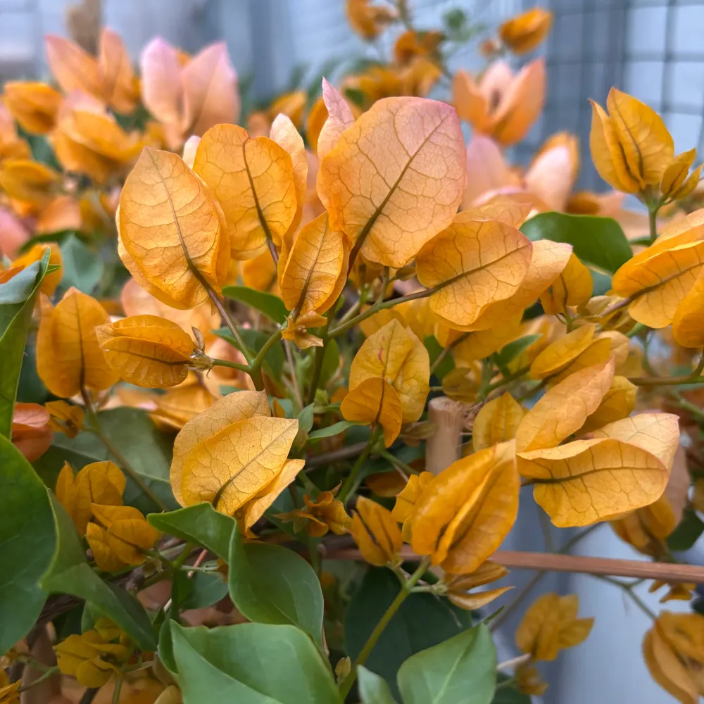 Bougainvillea 'Dania Yellow' - Floarea de hartie galbena