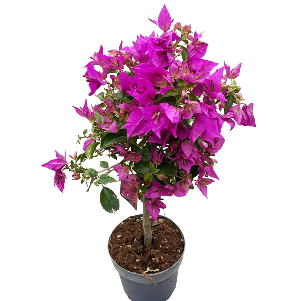 Bougainvillea 'Elisabeth Angus' (Sabina) - floarea de hartie roz, pe picior