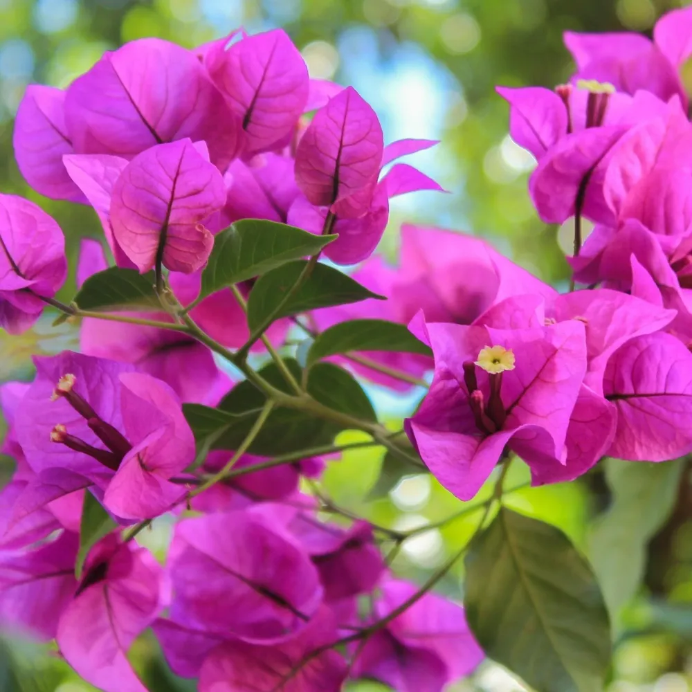 Bougainvillea 'Elisabeth Angus' (Sabina) - floarea de hartie roz, pe picior