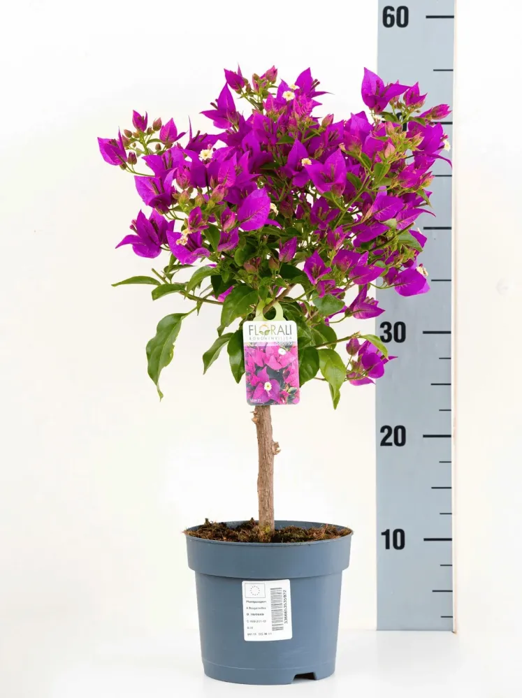 Bougainvillea 'Elisabeth Angus' (Sabina) - floarea de hartie roz, pe picior