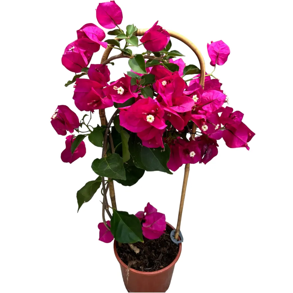 Bougainvillea - Floarea de hartie ciclam