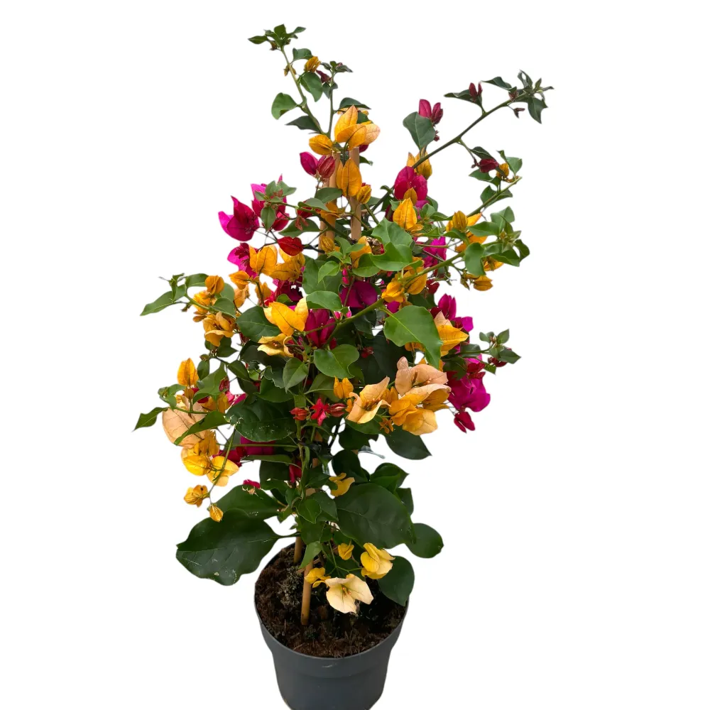 Bougainvillea - floarea de hartie (2 culori/ghiveci)