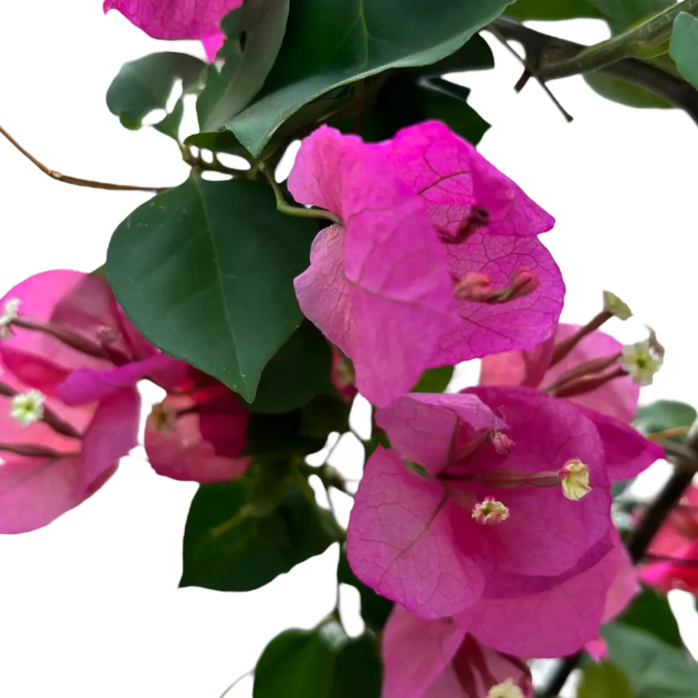 Bougainvillea - Floarea de hartie roz-rosu