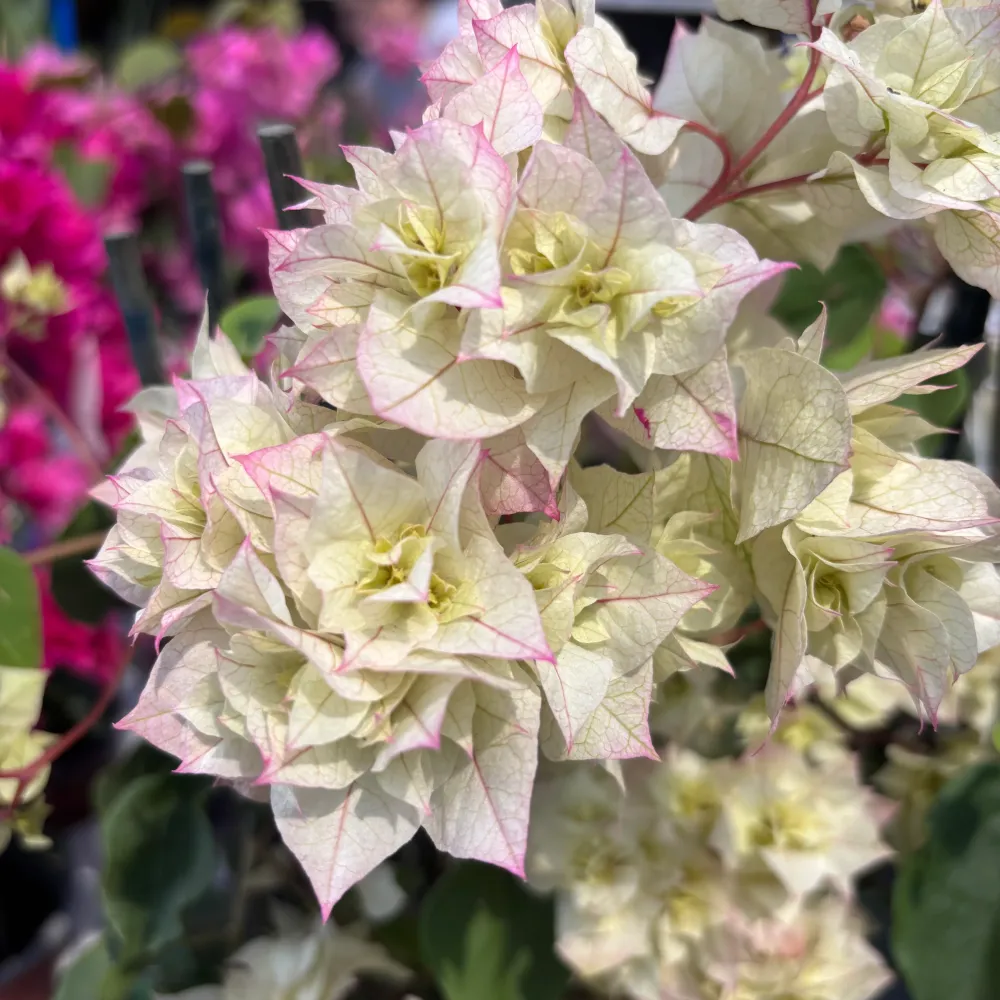 Bougainvillea cu flori duble albe - Bougainvillea dobrada 'White'