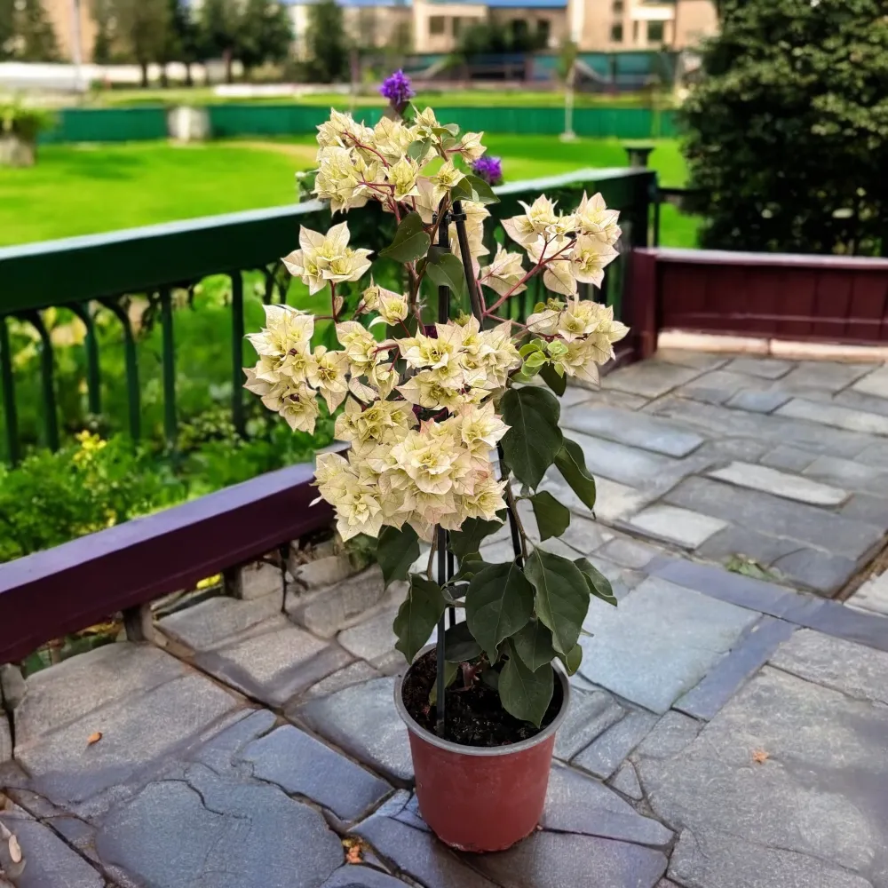 Bougainvillea cu flori duble albe - Bougainvillea dobrada 'White'