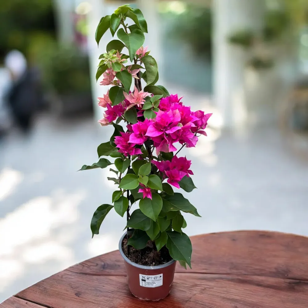 Bougainvillea cu flori duble ‘Pink & Peach’ - Floarea de hartie cu 2 culori/ghiveci