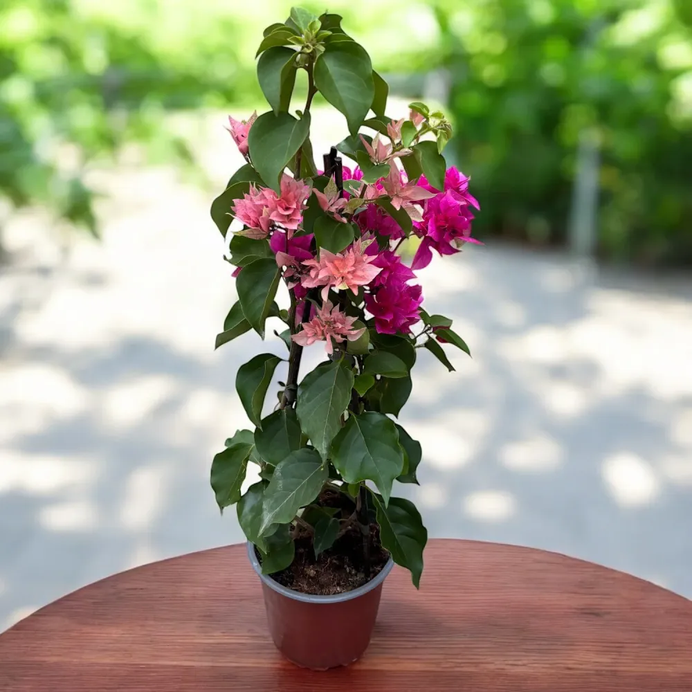 Bougainvillea cu flori duble ‘Pink & Peach’ - Floarea de hartie cu 2 culori/ghiveci