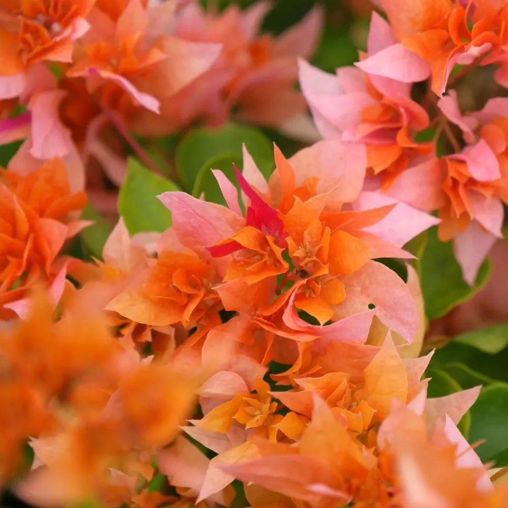 Bougainvillea cu flori duble portocalii - Bougainvillea dobrada 'Orange'