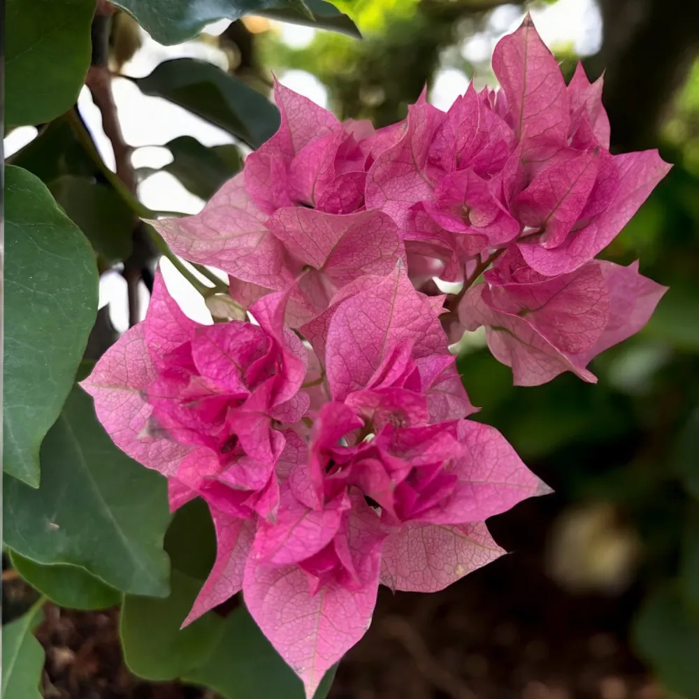 Bougainvillea ‘Mahara Beauty’ - Floarea de hartie cu flori duble