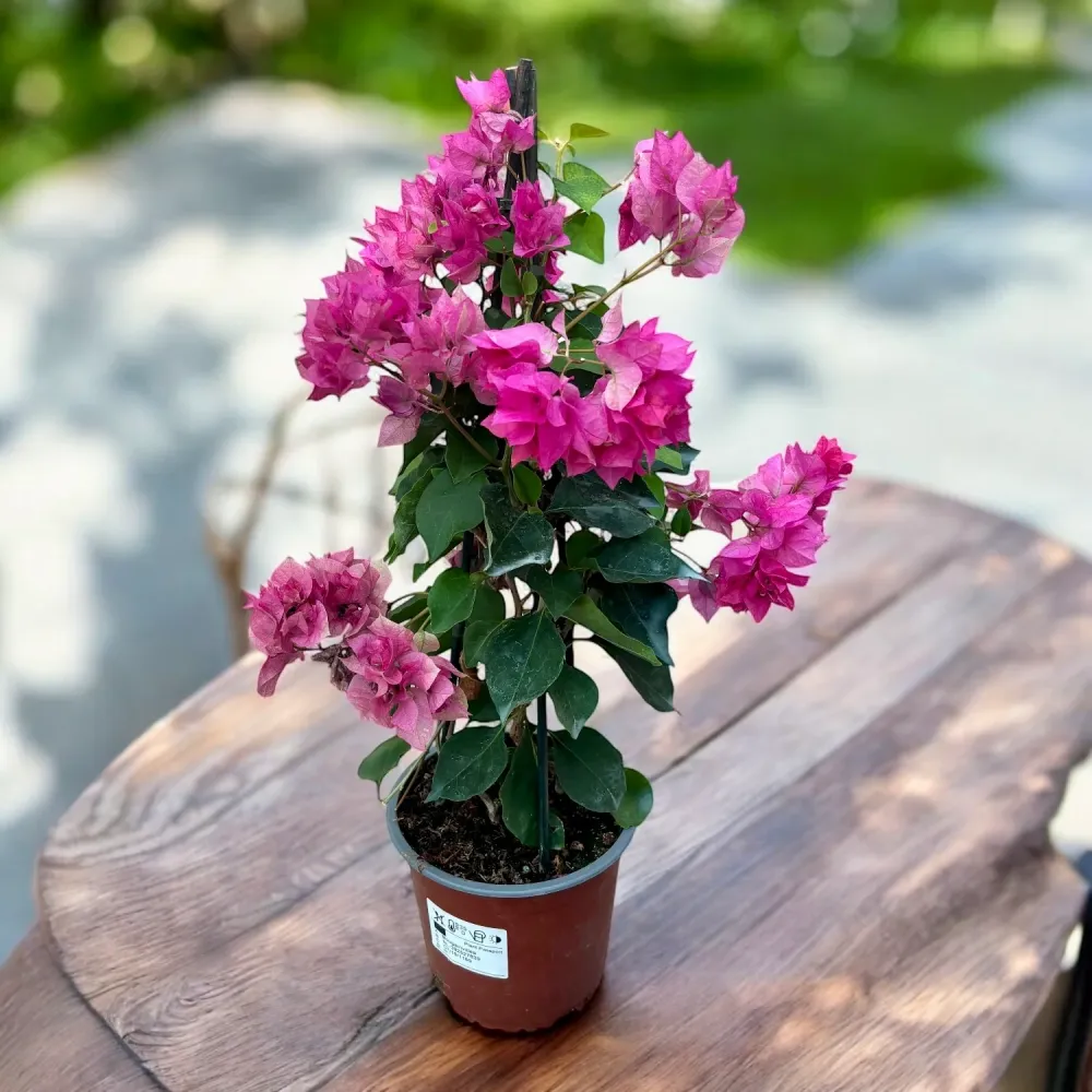 Bougainvillea ‘Mahara Beauty’ - Floarea de hartie cu flori duble