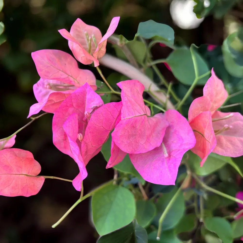 Bougainvillea 'Pink' - Floarea de hartie roz