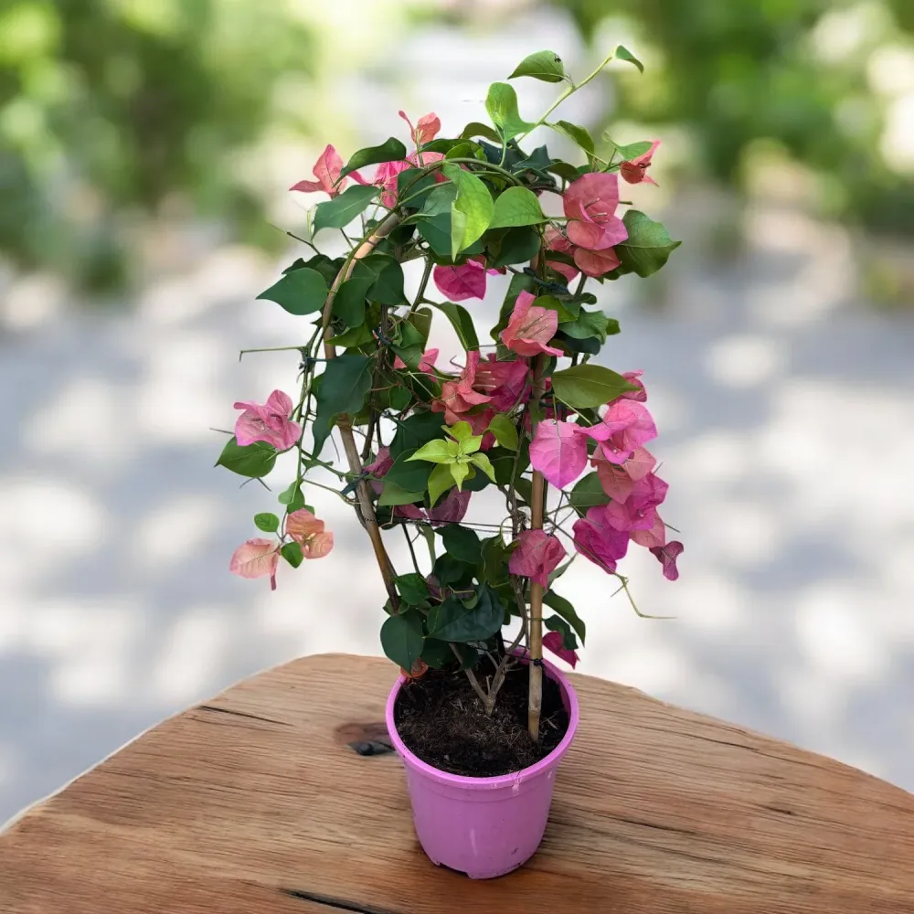 Bougainvillea 'Pink' - Floarea de hartie roz