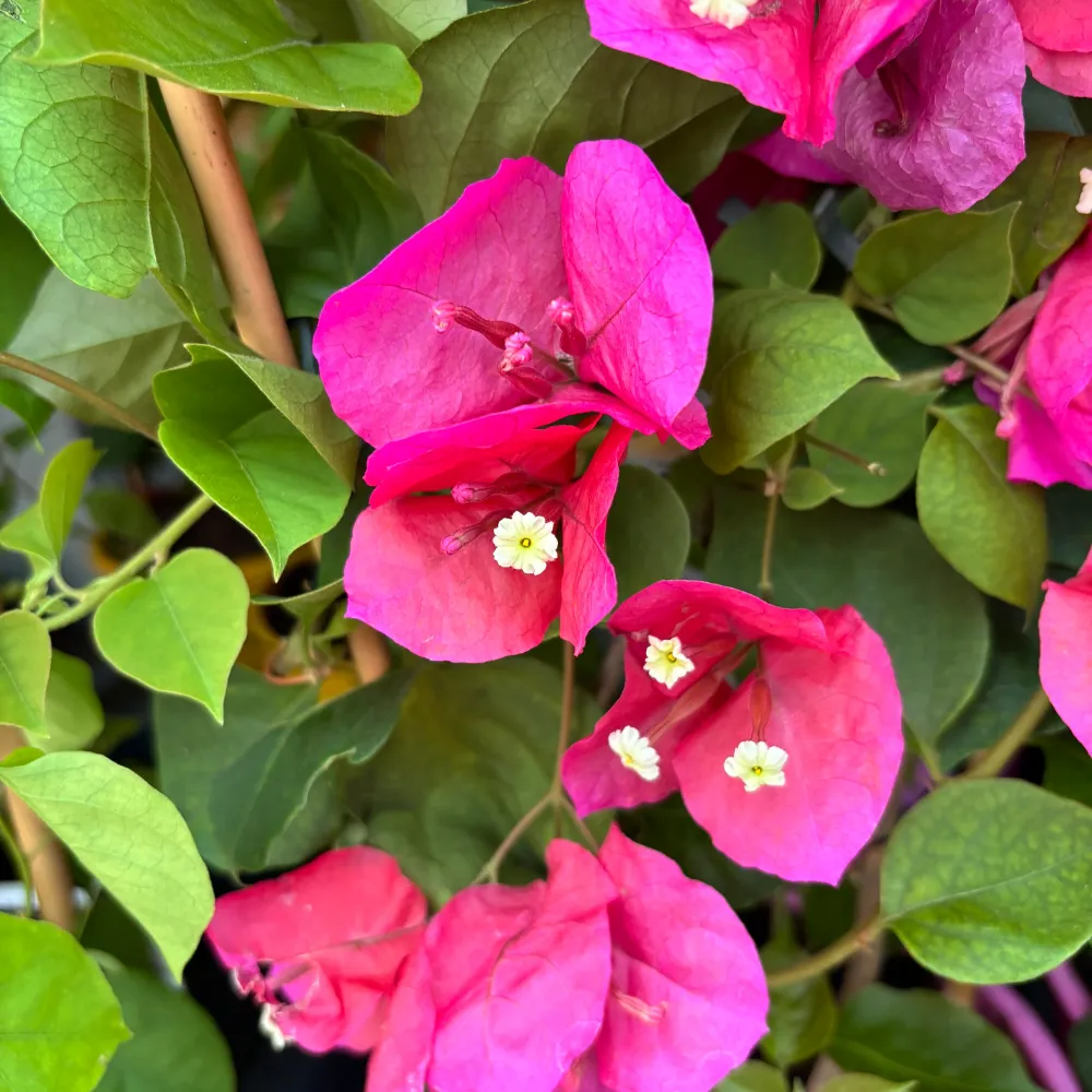 Bougainvillea 'Pink' - Floarea de hartie roz