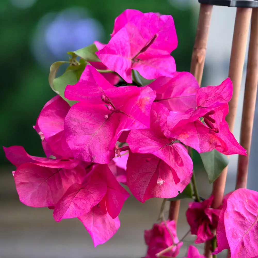 Bougainvillea 'Pink' - Floarea de hartie roz