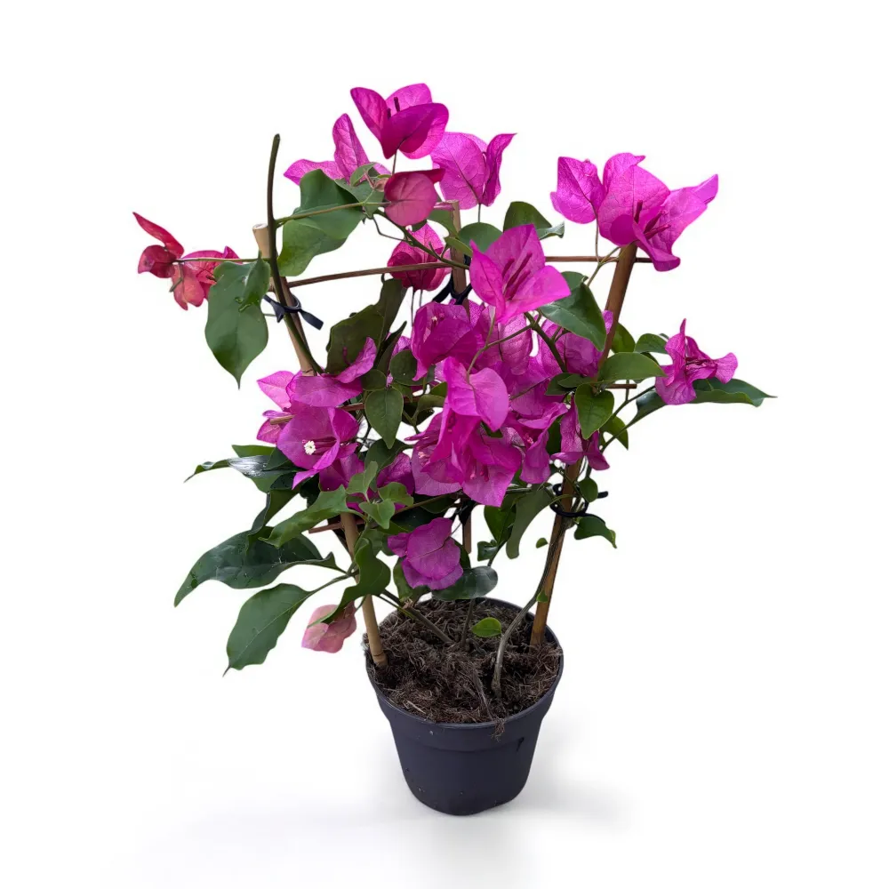 Bougainvillea 'Pink' - floarea de hartie roz (spalier)