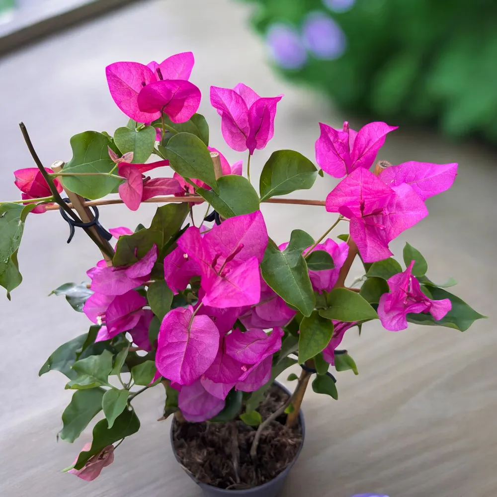 Bougainvillea 'Pink' - floarea de hartie roz (spalier)