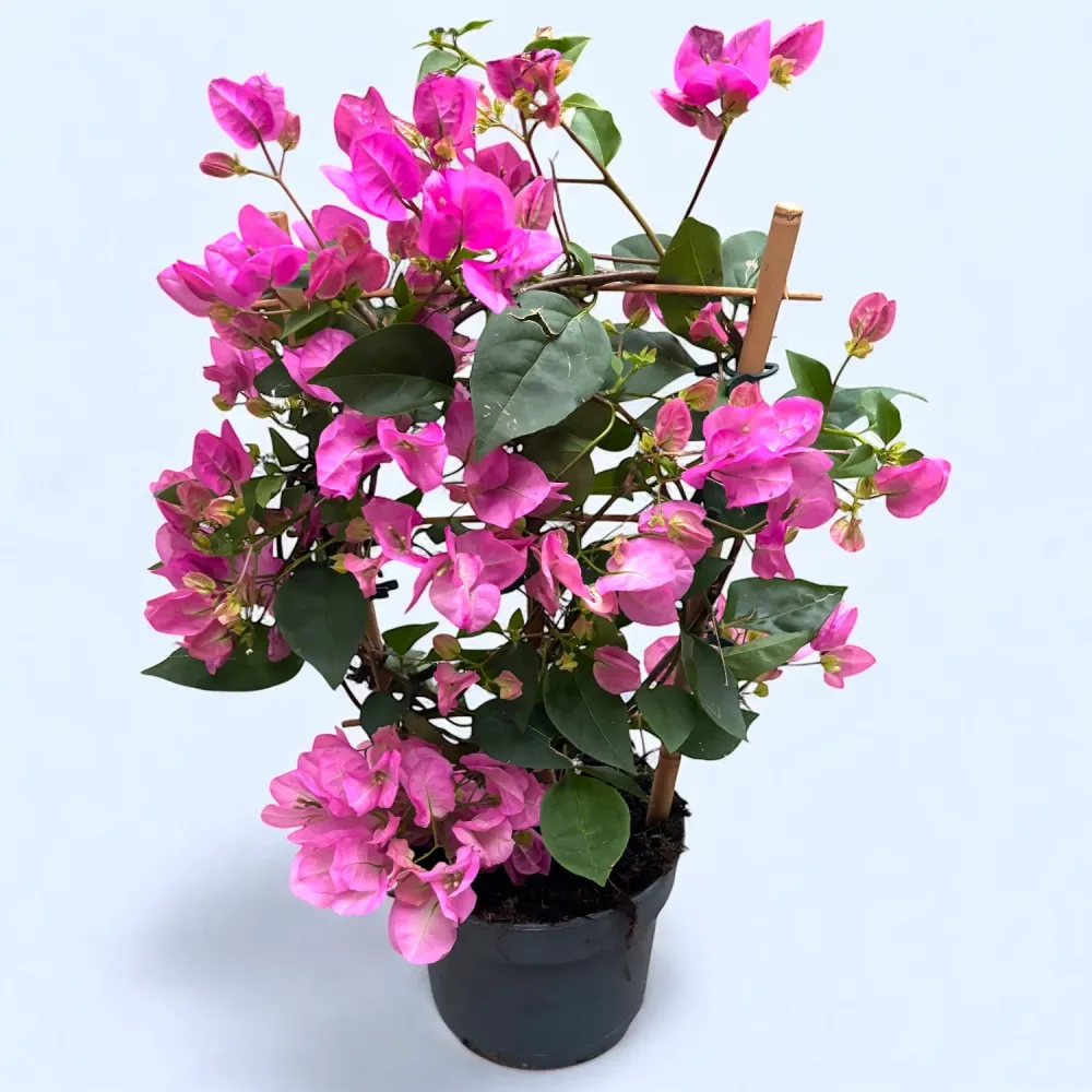 Bougainvillea ' Vera Light Pink’- Floarea de hartie roz