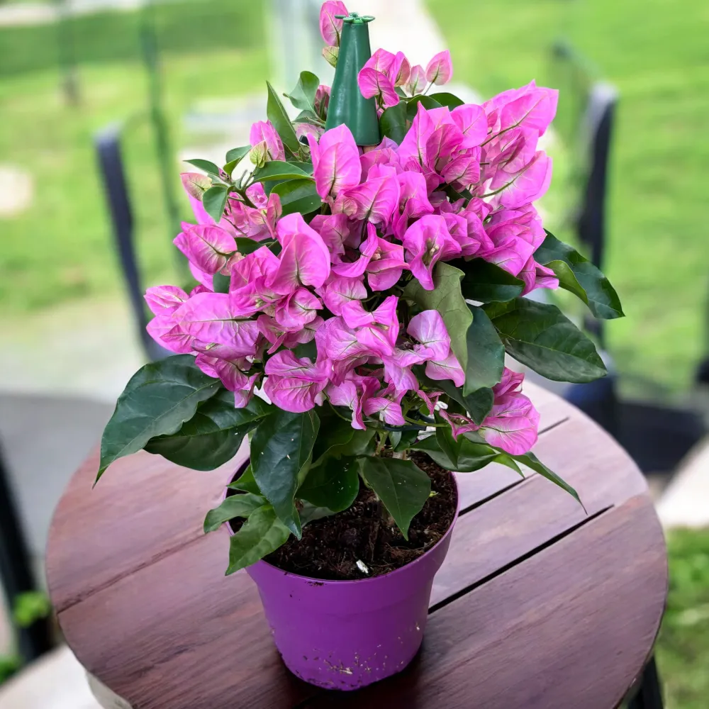 Bougainvillea ' Vera Light Pink’- Floarea de hartie roz