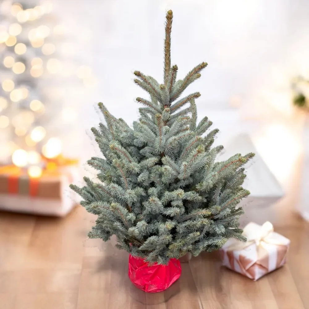 Brad argintiu ghiveci - Picea pungens 'Blue Diamond' XXL H130-140 cm