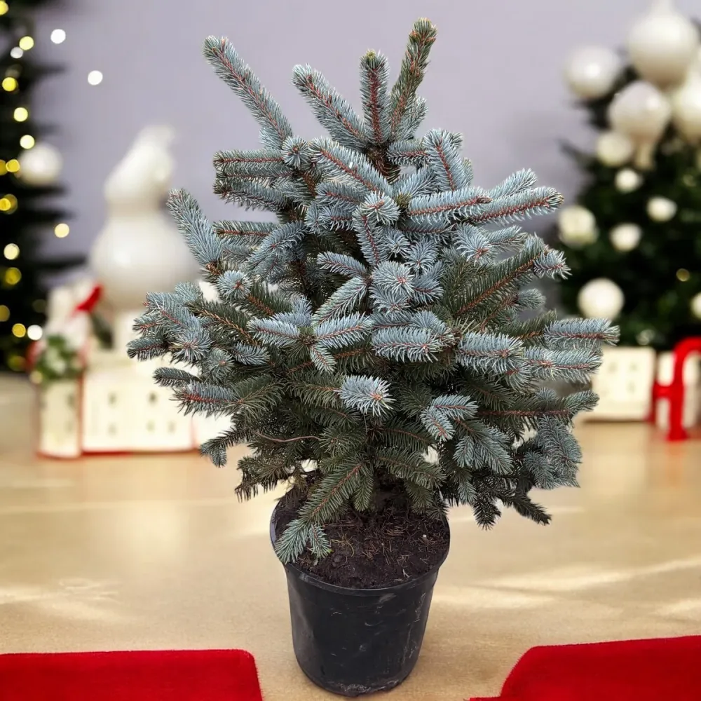 Brad argintiu ghiveci XL - Picea pungens 'Super Blue' H85-90 cm