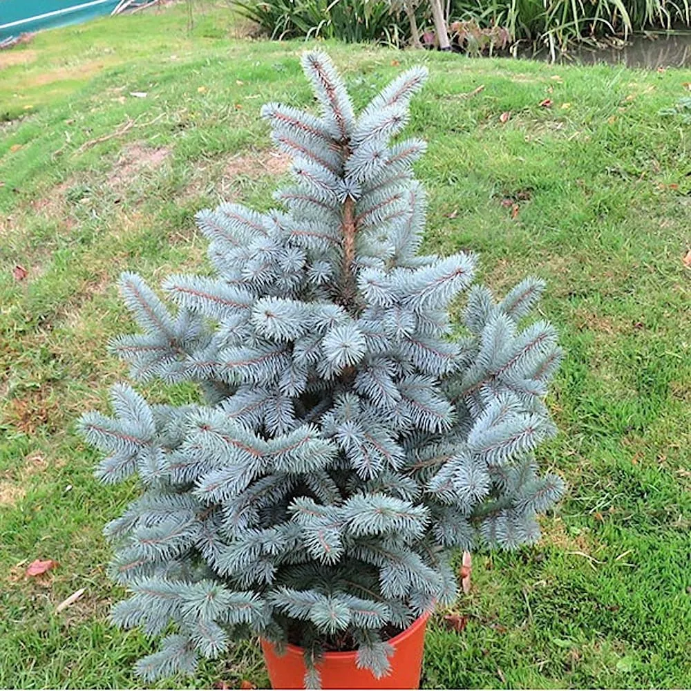 Brad argintiu ghiveci XL - Picea pungens 'Super Blue' H85-90 cm