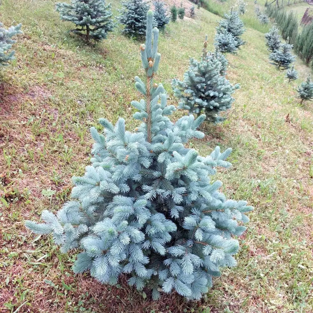 Brad argintiu ghiveci - Picea pungens 'Super Blue' 105-115 cm