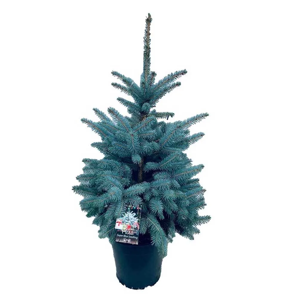 Brad argintiu ghiveci - Picea pungens 'Super Blue' 105-115 cm