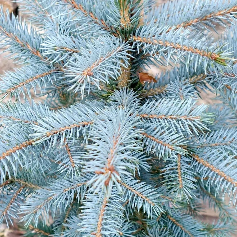 Brad argintiu ghiveci - Picea pungens 'Super Blue' 105-115 cm