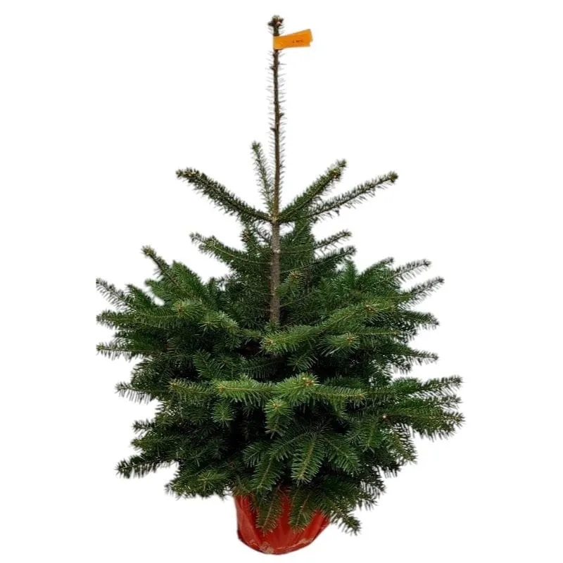 Brad nobil - Abies nordmanniana
