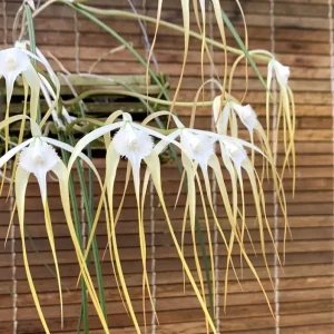 Brassavola cucullata *parfumata