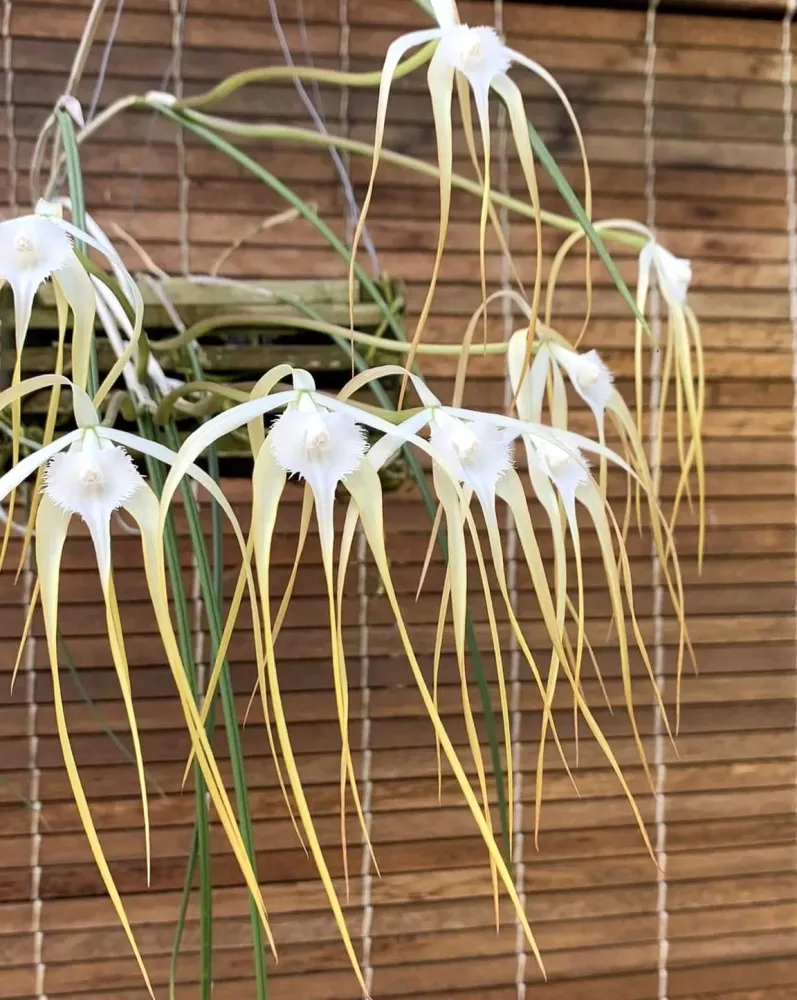 Brassavola cucullata *parfumata