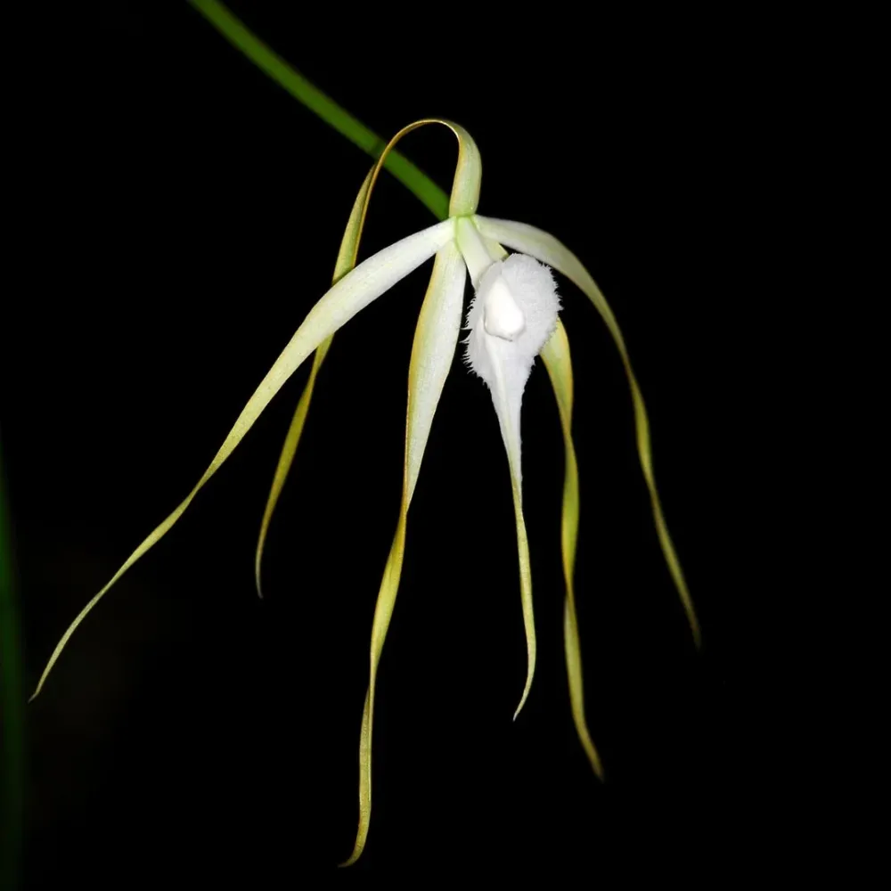 Brassavola cucullata *parfumata