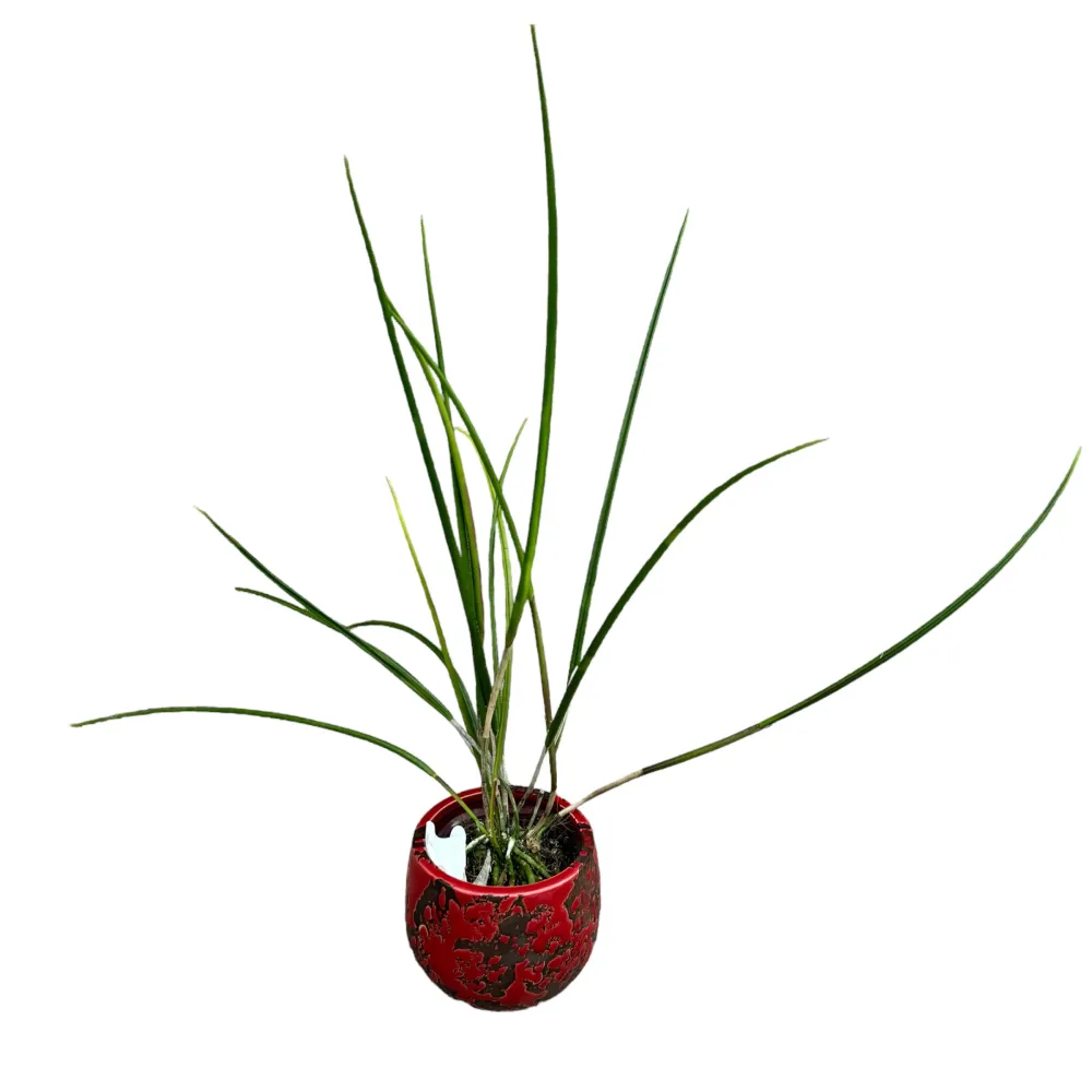 Brassavola cucullata *parfumata