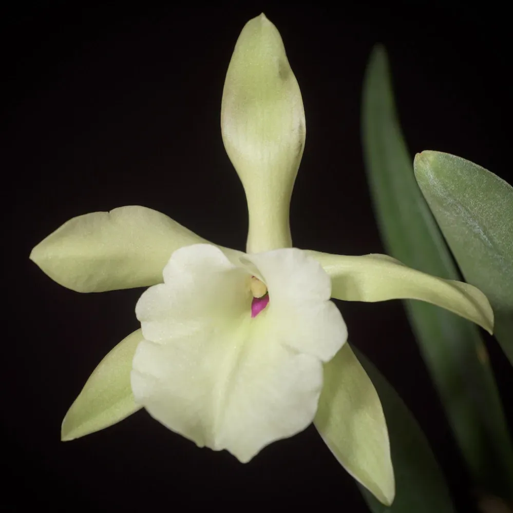 Brassavola (Rlc) glauca × sib parfumata