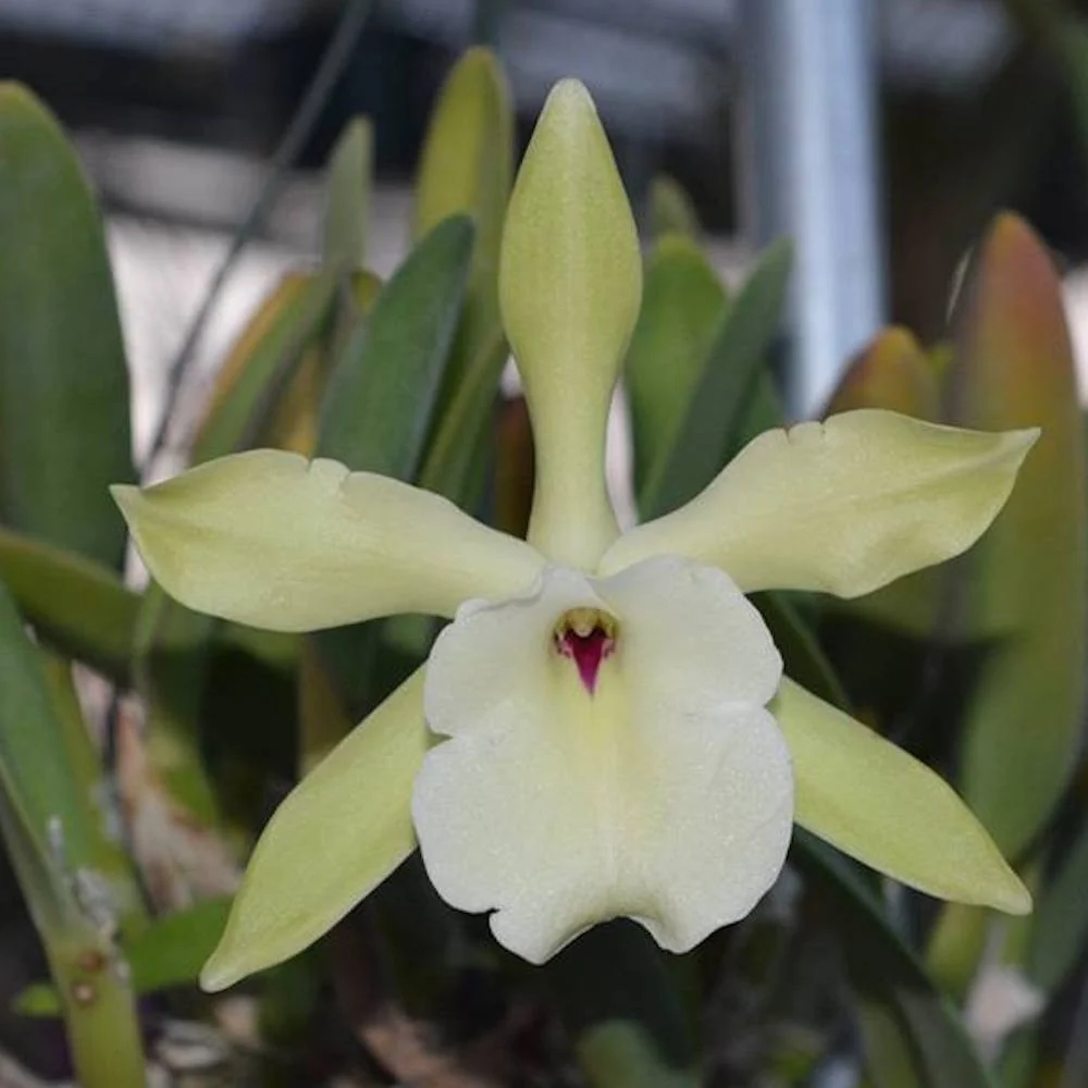 Brassavola (Rlc) glauca × sib parfumata