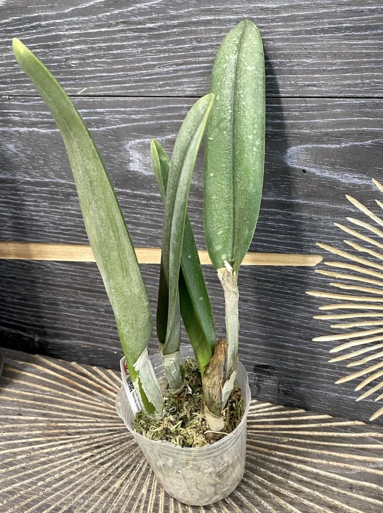 Brassavola (Rlc) glauca × sib parfumata