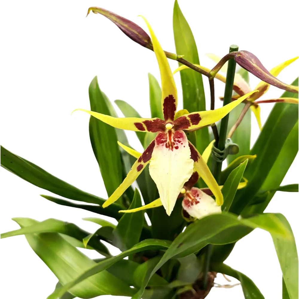 Brassidium Yellow Star - flori mari, parfumate