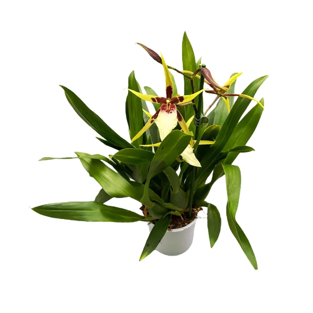 Brassidium Yellow Star - flori mari, parfumate