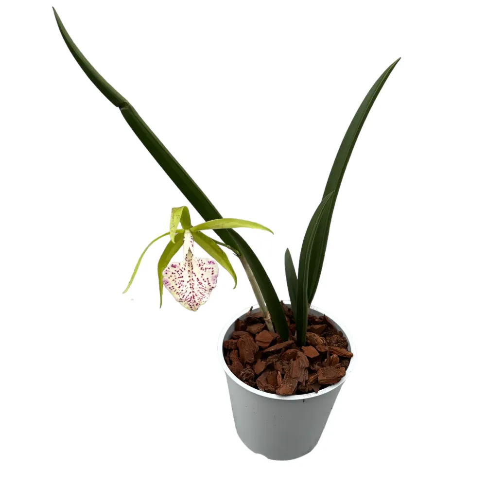 Brassocattleya Nakornpathome Silver (flori intens parfumate)