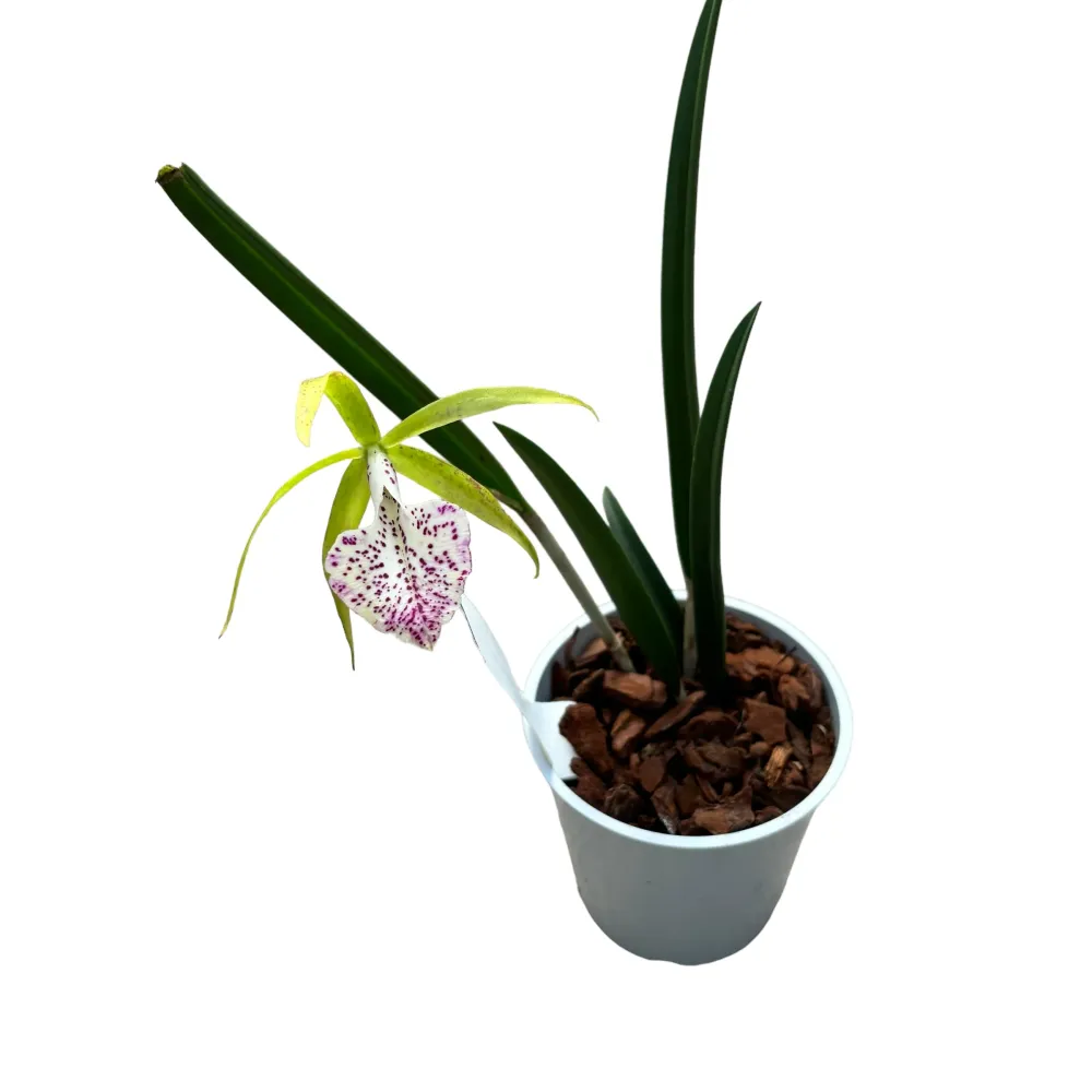 Brassocattleya Nakornpathome Silver (flori intens parfumate)