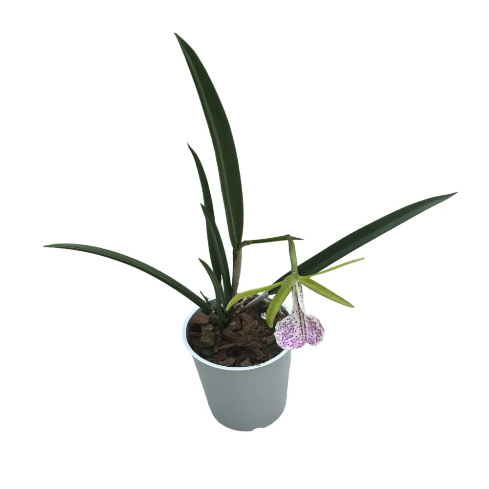 Brassocattleya Nakornpathome Silver (flori intens parfumate)