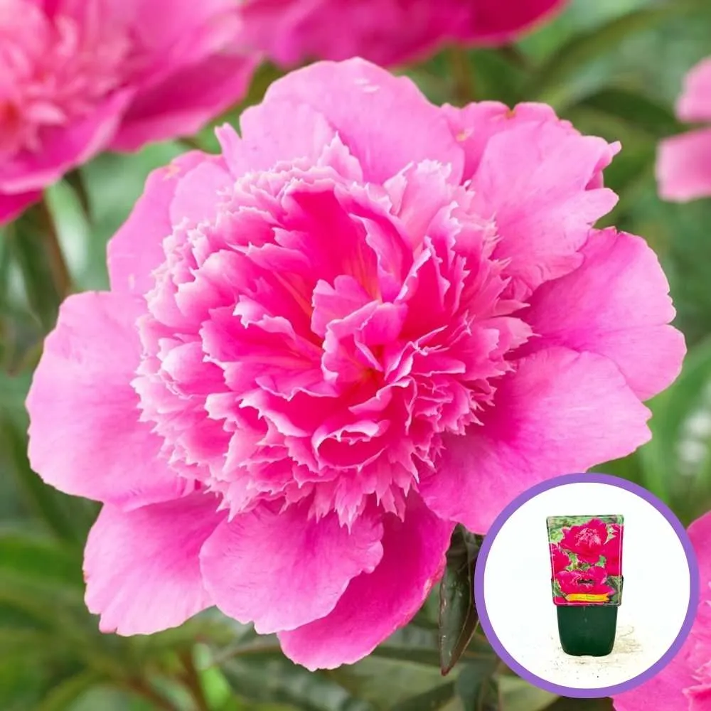 Bujor arbustiv nobil Bouquet Perfect, cu flori roz
