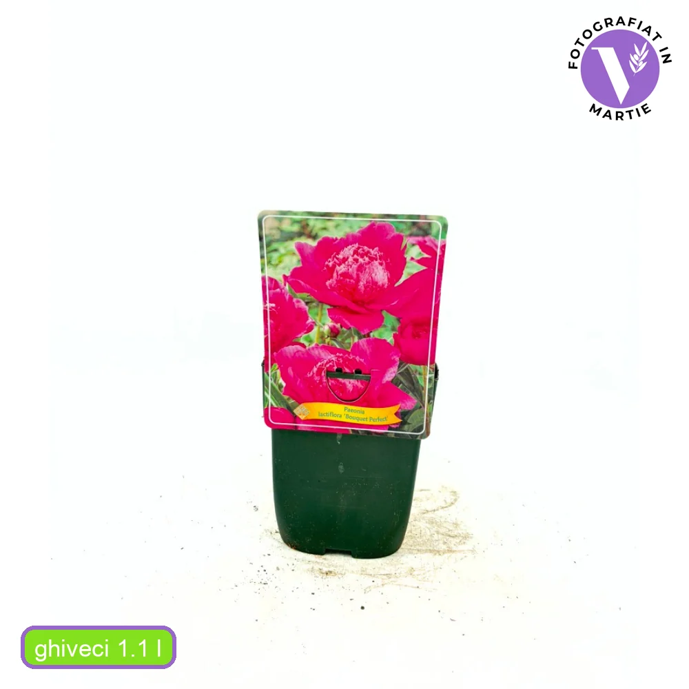Bujor arbustiv nobil Bouquet Perfect, cu flori roz