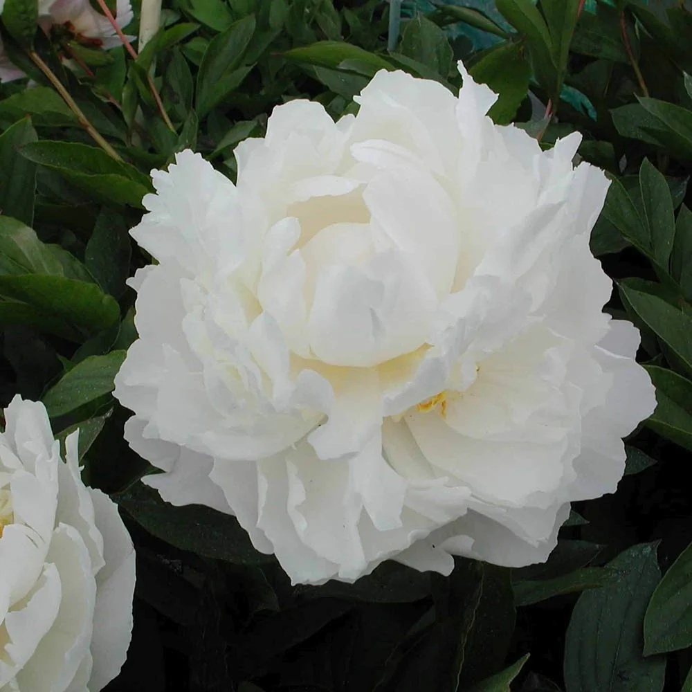 Bujor arbustiv nobil Gardenia, planta perena parfumata flori duble albe