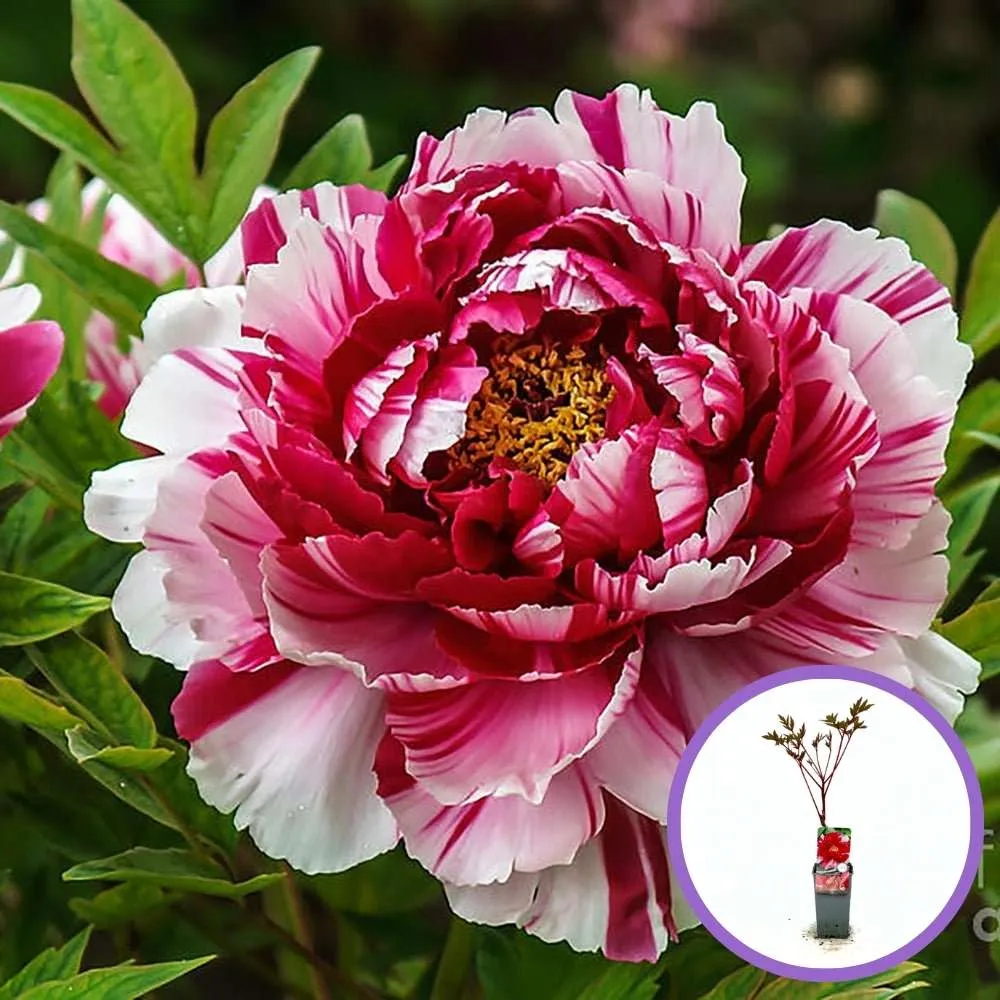 Bujor Copac Bicolor (Paeonia suffruticosa) cu roz si alb, planta perena de gradina, inflorire spectaculoasa si parfum deli...