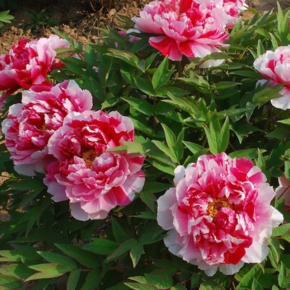 Bujor Copac Bicolor (Paeonia suffruticosa) cu roz si alb, planta perena de gradina, inflorire spectaculoasa si parfum deli...