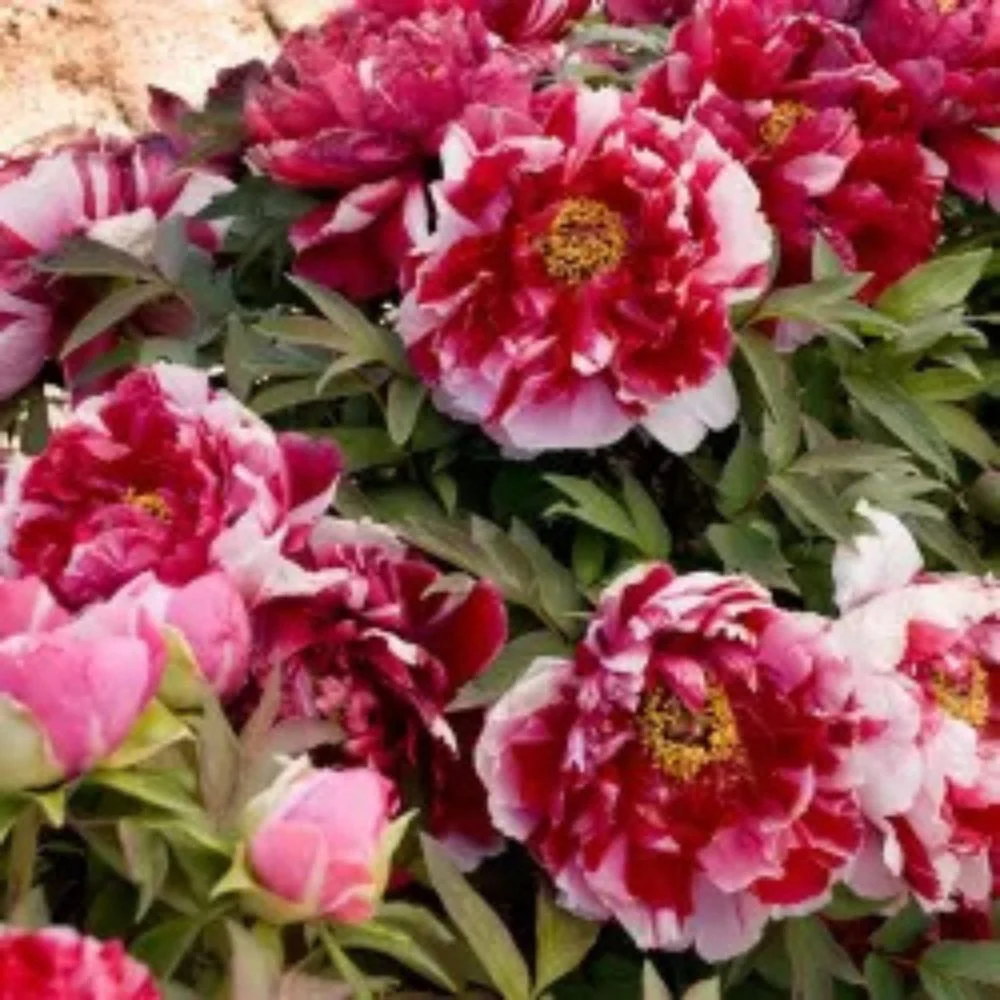 Bujor Copac Bicolor (Paeonia suffruticosa) cu roz si alb, planta perena de gradina, inflorire spectaculoasa si parfum deli...