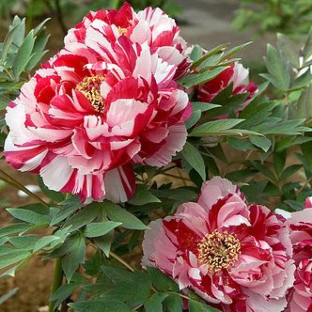 Bujor Copac Bicolor (Paeonia suffruticosa) cu roz si alb, planta perena de gradina, inflorire spectaculoasa si parfum deli...