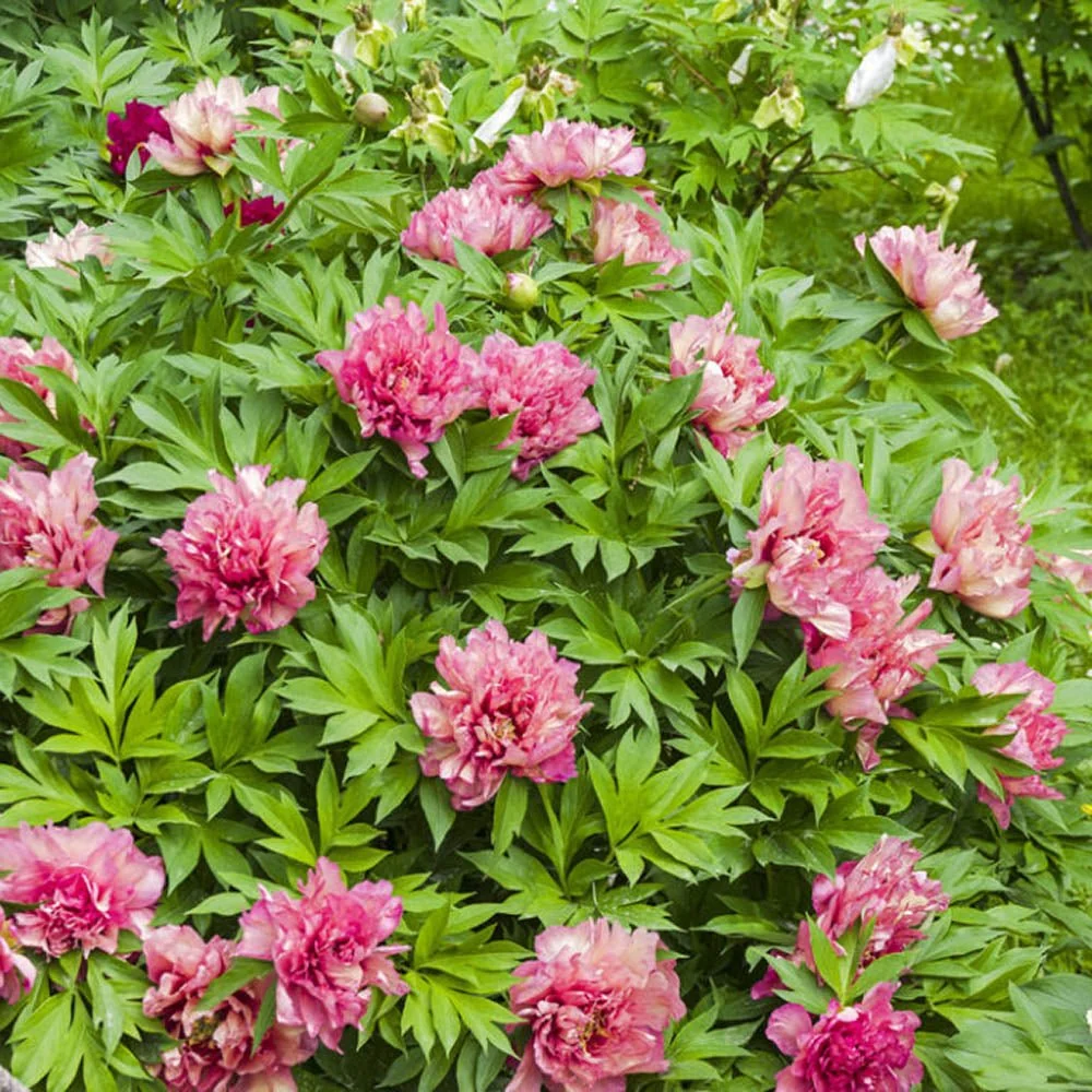 Bujor Copac Bicolor (Paeonia suffruticosa) cu roz si alb, planta perena de gradina, inflorire spectaculoasa si parfum deli...